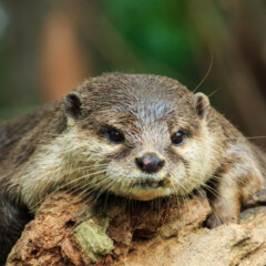 otter-gallery6