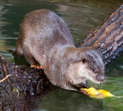 Asian Short-Clawed Otter