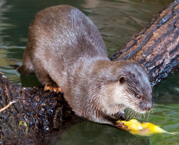 Asian Short-Clawed Otter