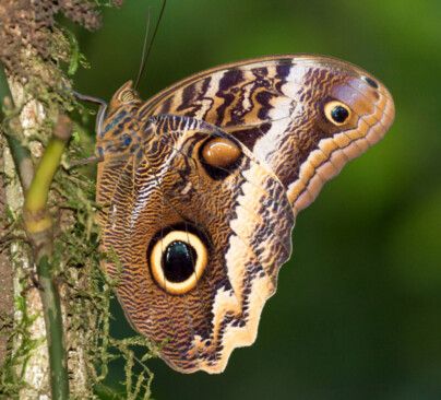 Great Owl Butterfly