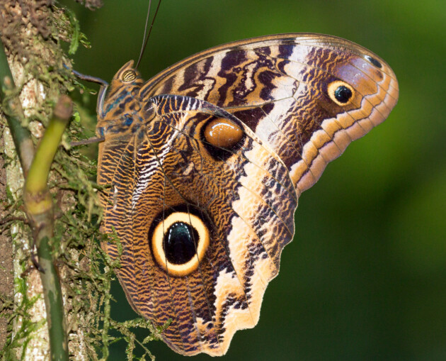 Great Owl Butterfly