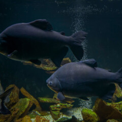 pacu-gallery1