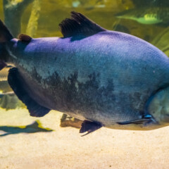 pacu-gallery2