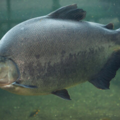 pacu-gallery3