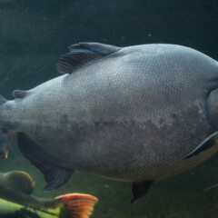 pacu-gallery4