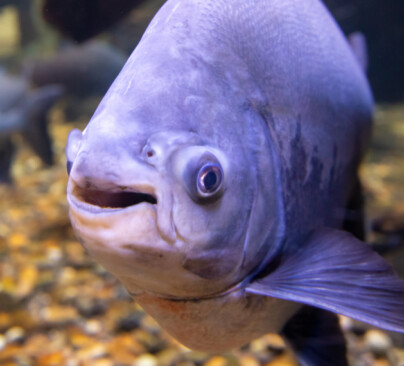 Black Pacu