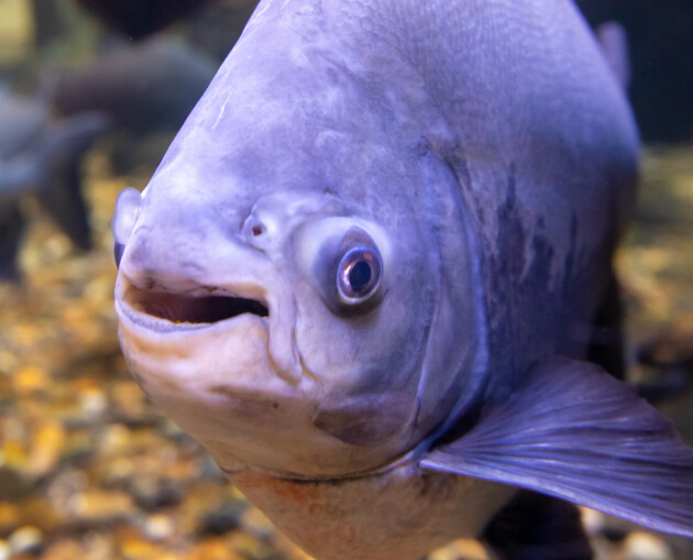 Black Pacu