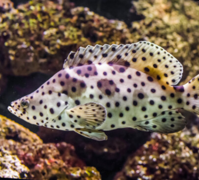 Panther Grouper