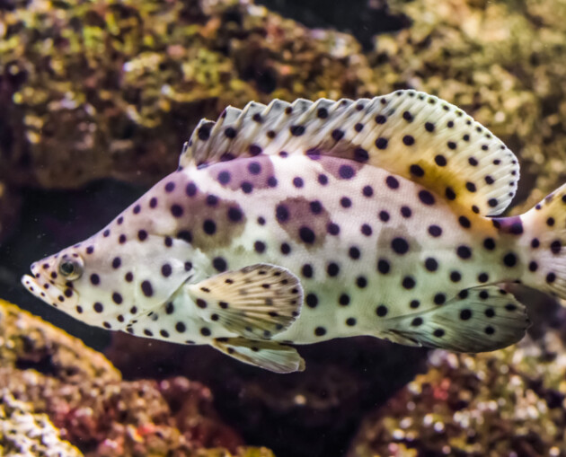 Panther Grouper