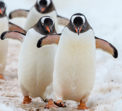 Gentoo Penguin