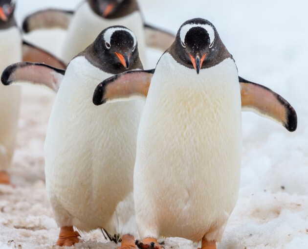 Gentoo Penguin