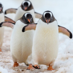 penguine-gallery7