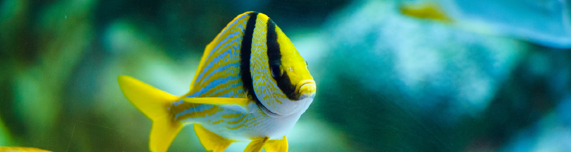 porkfish-banner