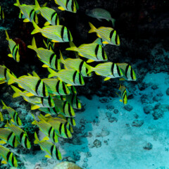 porkfish-gallery1