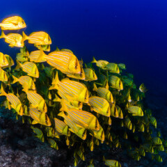 porkfish-gallery2