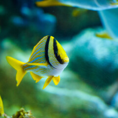 porkfish-gallery4