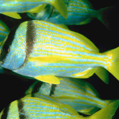 porkfish-gallery5