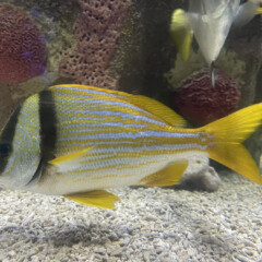 porkfish-gallery6