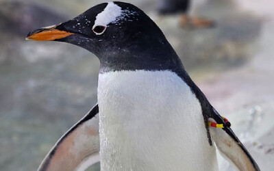 Meet Our Penguins: Gentoo