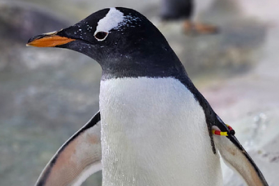 Meet Our Penguins: Gentoo