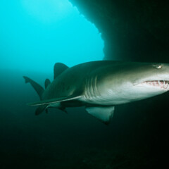 shark-gallery1