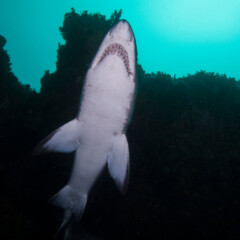 shark-gallery2