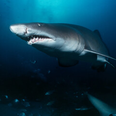 shark-gallery6