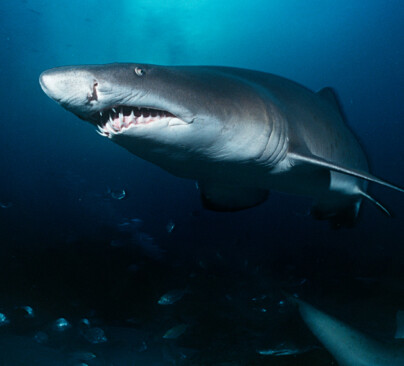 Sand Tiger Shark