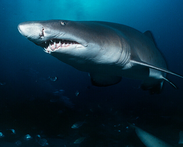 Sand Tiger Shark