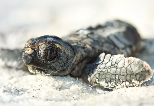 turtle-convection