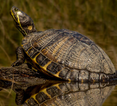 Yellow Bellied Slider