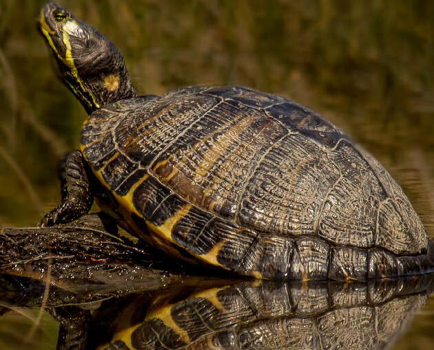 Yellow Bellied Slider