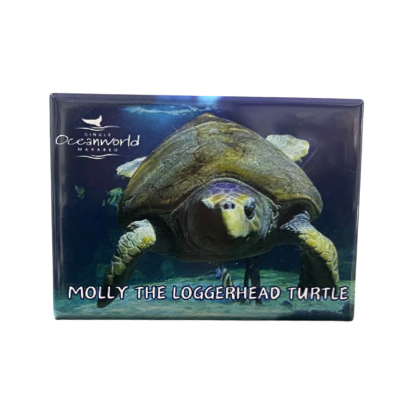 Molly the loggerhead turtle oceanworld magnet