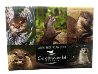 Oceanworld otter magnet Asian small claw otter